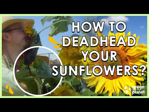 Deadhead Your Sunflowers