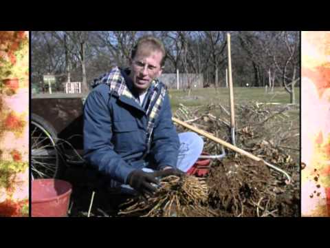 Dividing Asparagus Crowns