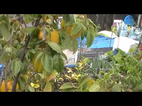 how to fertilize and take care of star fruit carambola tree part 2