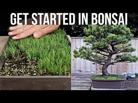 How to Get Started in Bonsai