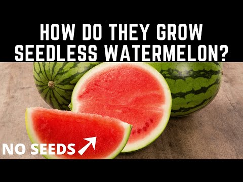 How do they grow seedless watermelons?