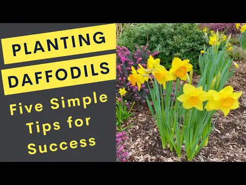 Planting Daffodils: 5 Simple, Easy Tips for Success