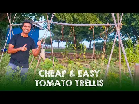 Cheap &amp; Easy Tomato Trellis