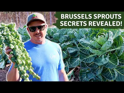 THE SECRET TO GROWING BIG BRUSSELS SPROUTS!