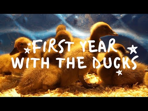 What I Wish I&#039;d Known Before Getting Ducks | KHAKI CAMPBELL
