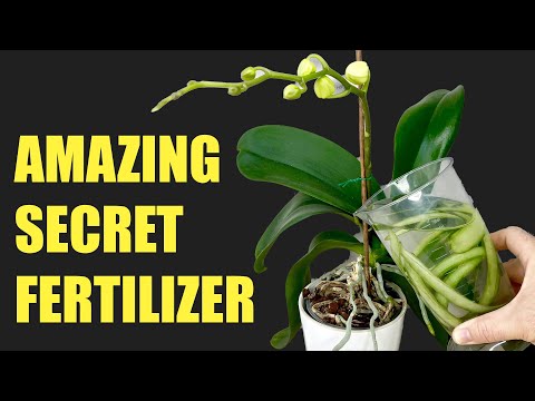 the amazing secret of orchid fertilizer (Fast and Easy)