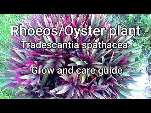 Tradescantia spathacea/Oyster plant/Rhoeo: Guide and tips on how to grow, care and propagate
