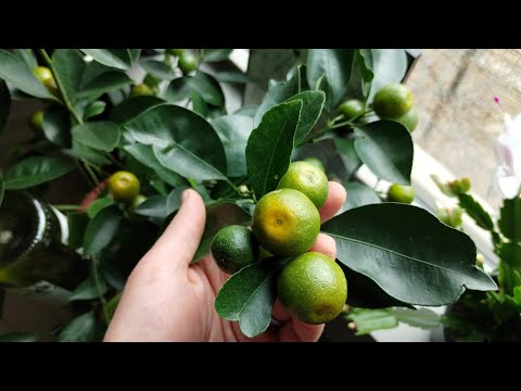 Our Favorite Indoor Citrus Tree - The Calamondin/Calamansi
