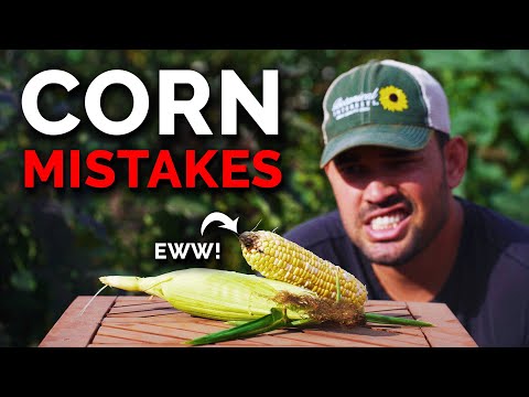 7 Corn Growing Mistakes to Avoid