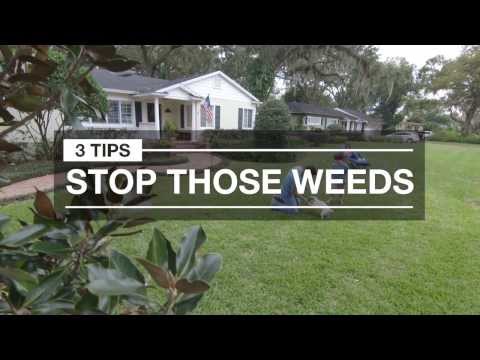 Weed Control: 3 Quick Tips for Spring