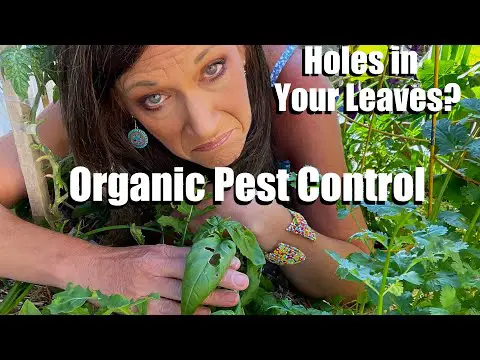 Holes in Your Leaves? Organic Pest Control Solutions for your Vegetable Garden