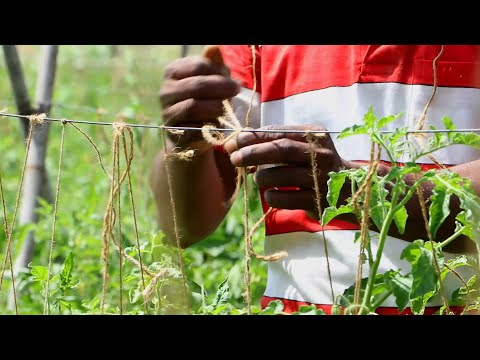 Staking tomato plants (summary)