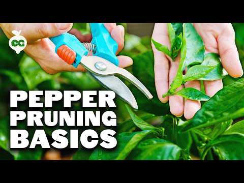 Pruning Pepper Plants 101: Is It Even Necessary?