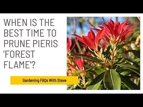 When is the best time to prune Pieris &#039;Forest Flame&#039;? | Gardening for Beginners