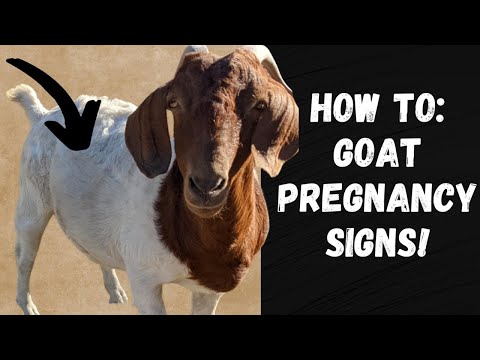Goat Pregnancy Signs! | How To Tell If Your Goat Is Pregnant