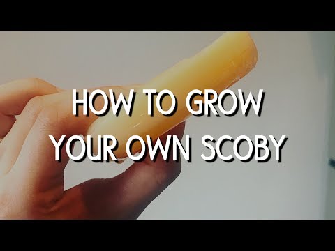 How to grow your own kombucha SCOBY