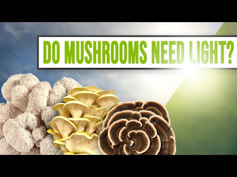 Do Mushrooms Need Light To Grow? | GroCycle