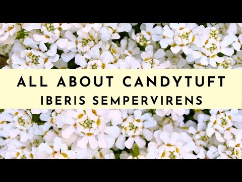 Candytuft Plant Care: How to Grow &amp; What To Know (Iberis Sempervirens)