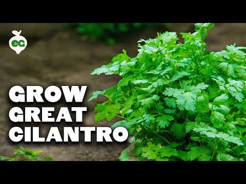 How to Grow Cilantro...And Stop It From BOLTING!