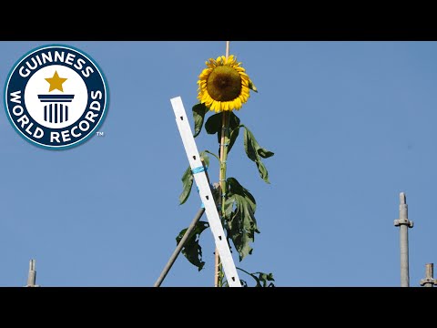 Tallest Sunflower - Guinness World Records