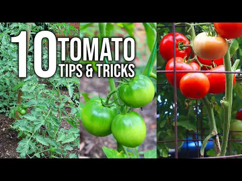 10 Tomato Growing Tips For Bigger Harvests!