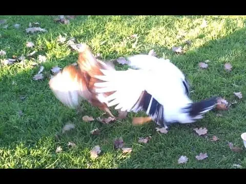 Rooster &amp; Chickens vs Duck (Battle for Food)