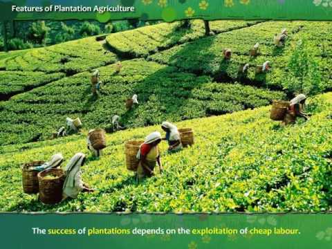 Plantation Agriculture