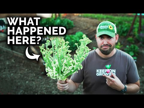 I FINALLY Figured Out How to Grow Broccoli &amp; Cauliflower