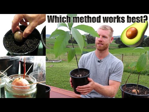 The BEST Way To Grow Avocado From Seed | 0 - 5 Months of Growth