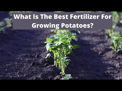 What Is The Best Fertilizer For Growing Potatoes?