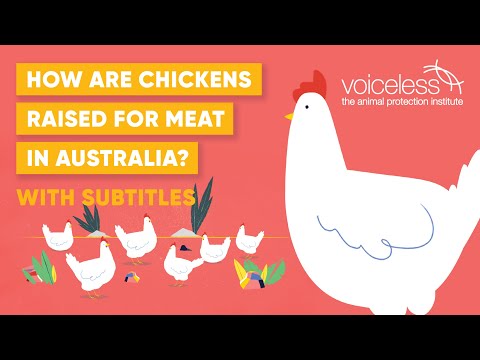 How are Chickens Raised for Meat in Australia? Chicken Welfare in the Meat Industry [Subtitled]