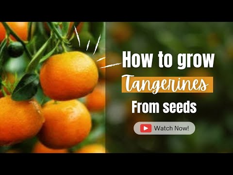 How to grow tangerine tree from seed (Step by step)