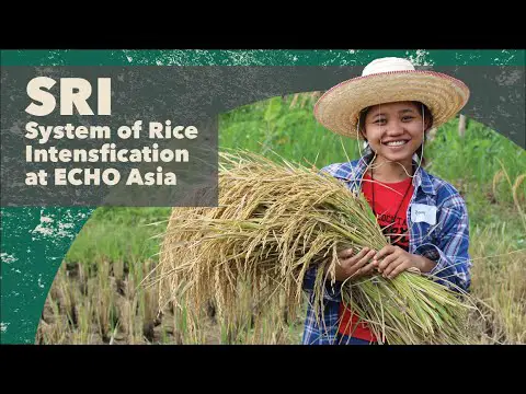 SRI (System of Rice Intensification) at ECHO Asia Farm