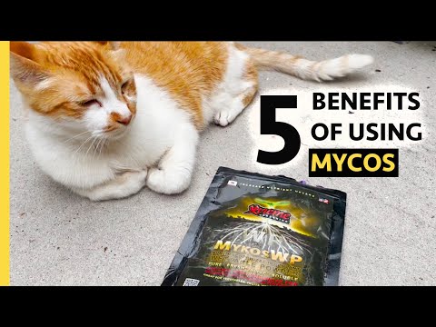 (5) Benefits of Mycos (Mycorrizal Fungi) and How to use it correctly
