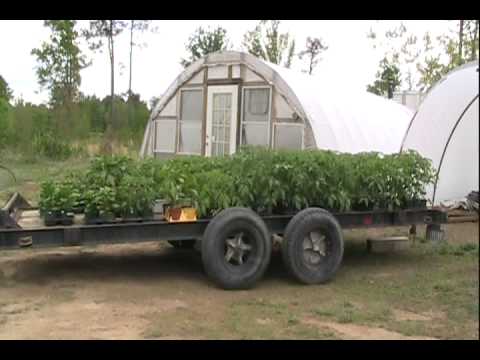 Planting Tomatoes - Using Horse Manure Compost for Soil Building