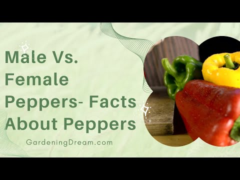 Male VS. Female Peppers – Facts About Peppers
