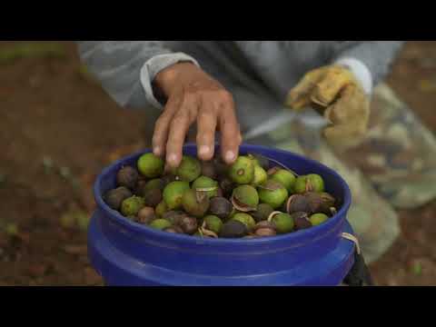 How Macadamia Nuts Are Grown and Processed | Ahualoa Family Farms