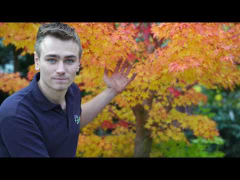 The Acer palmatum &#039;Sango kaku&#039;