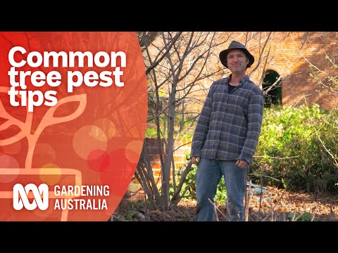 How to tell if your tree has borers | Pest and Disease Control | Gardening Australia