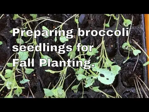 Transplanting broccoli seed starters! How we’ve been successful!