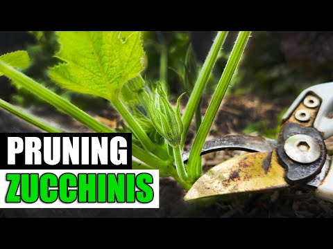 Pruning Zucchinis - Garden Quickie Episode 155