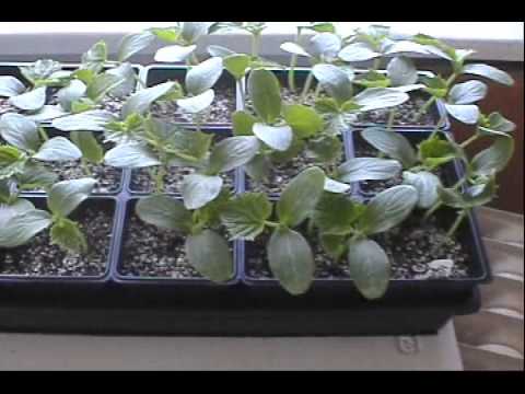 Growing cold sensitive cucumbers