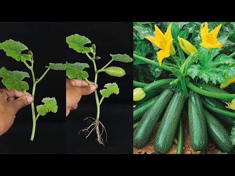 How To Grow Squash Vegetable Plant From Cutting (Easy Techniques)