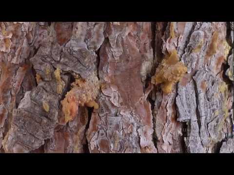 How to Save Your Trees From Pine Beetle Attack | From the Ground Up