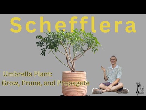 SCHEFFLERA Umbrella Plant - How to Grow, Prune, &amp; Propagate