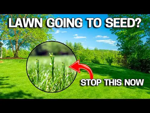 Why your LAWN is going to SEED &amp; How to STOP it