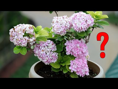 FIX - Common Hydrangea Problems and Organic Solutions