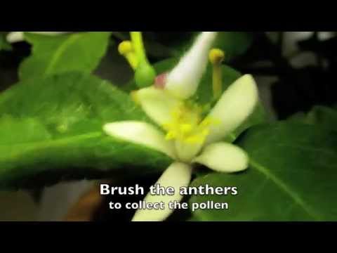How To Hand Pollinate and Indoor Lemon Tree