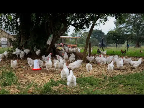 How I Raise Free Range Chickens CHEAP and EASY