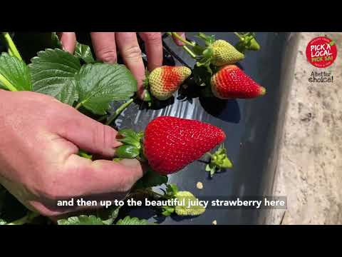 Life Cycle of a Strawberry